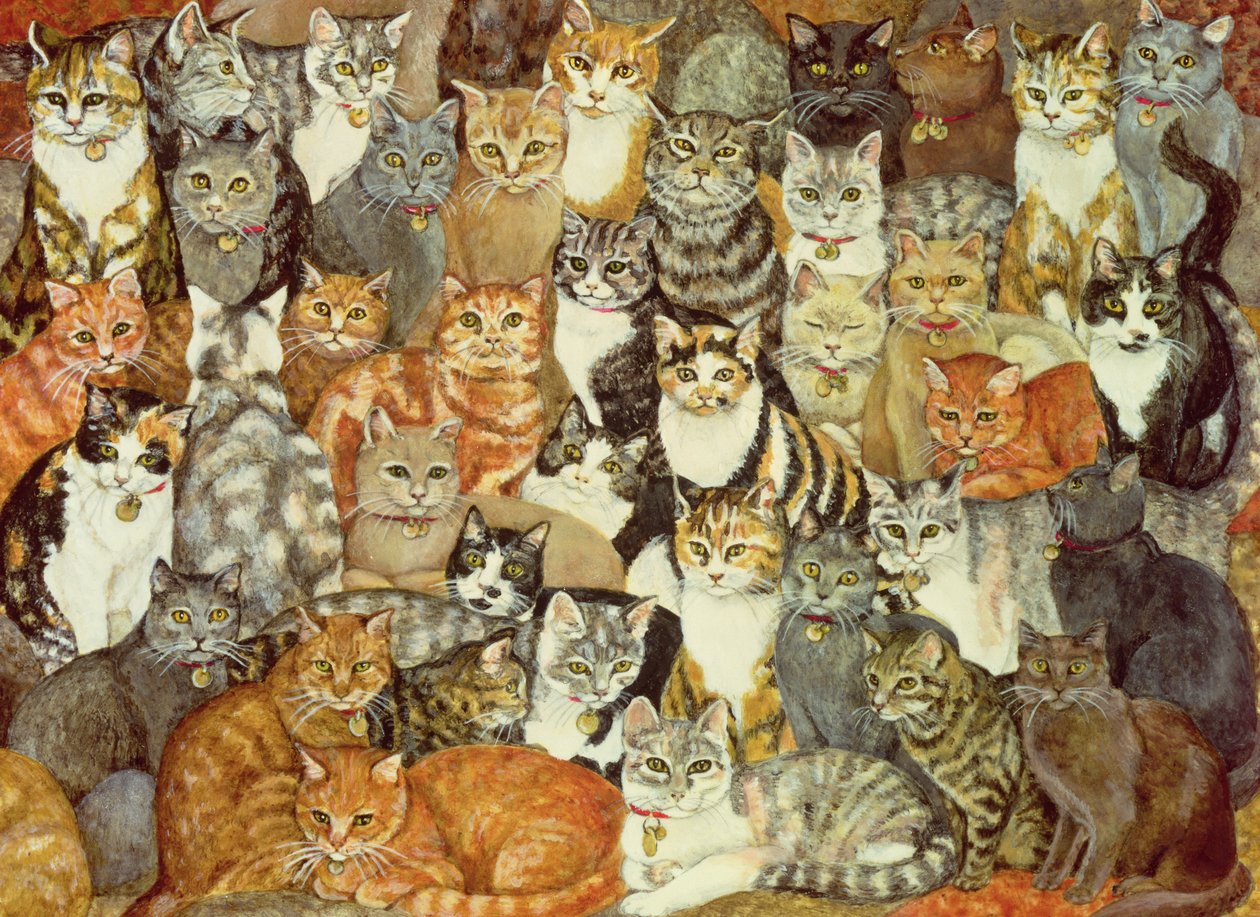 猫利差 作者 迪兹
