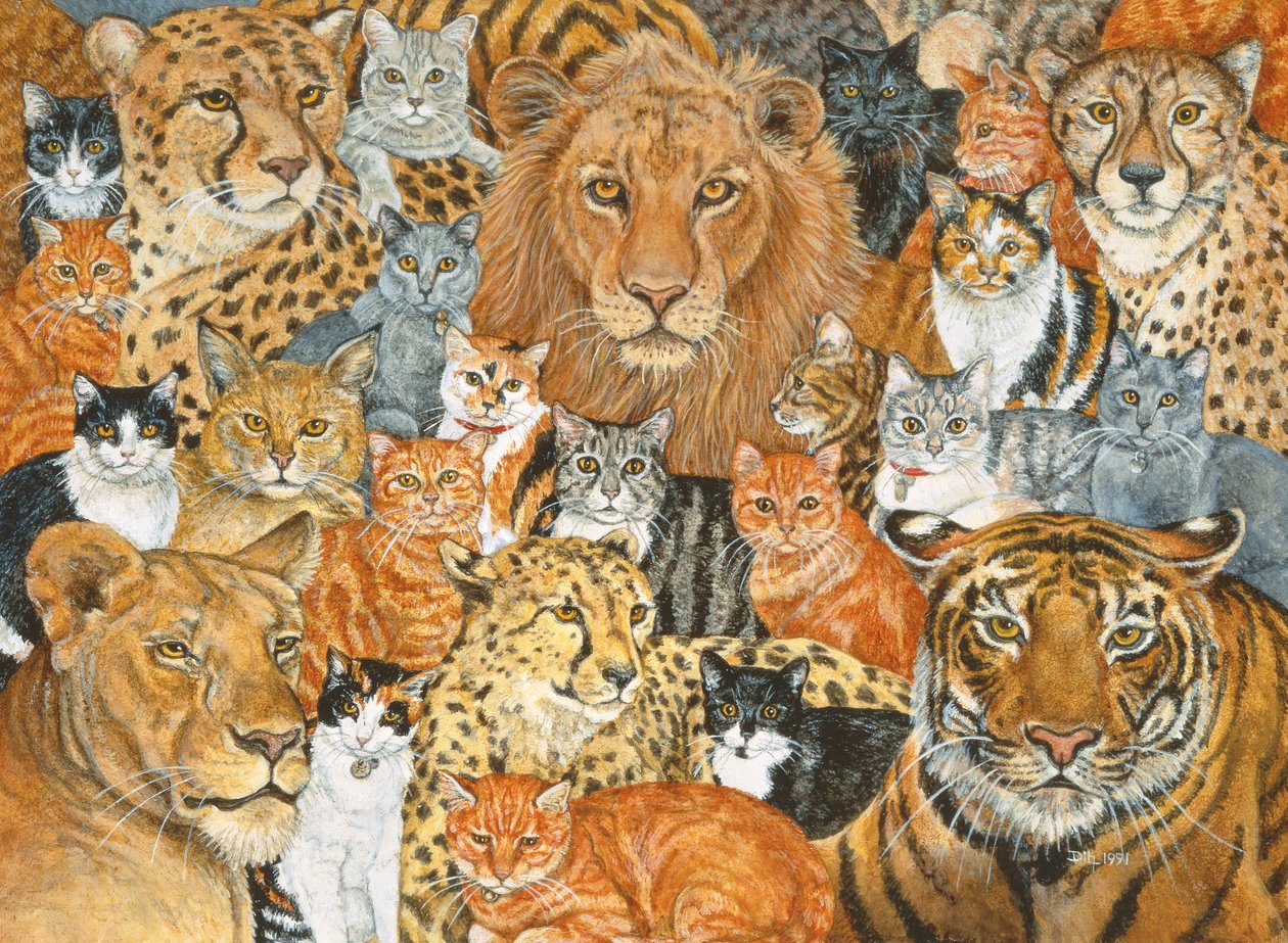 半野猫传播 作者 迪兹