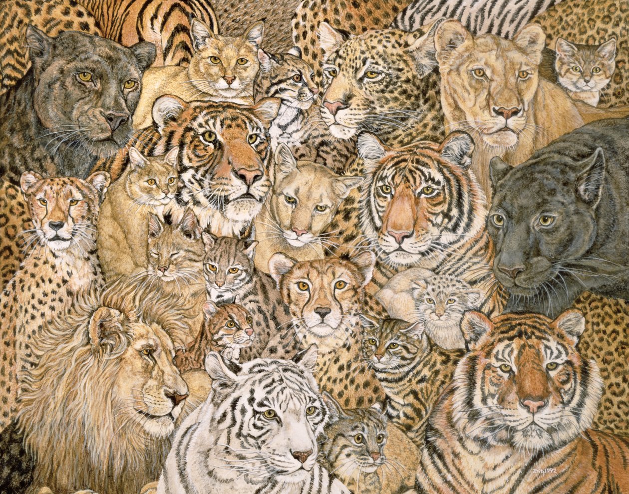 Wild Cat-Spread，1992 作者 迪兹