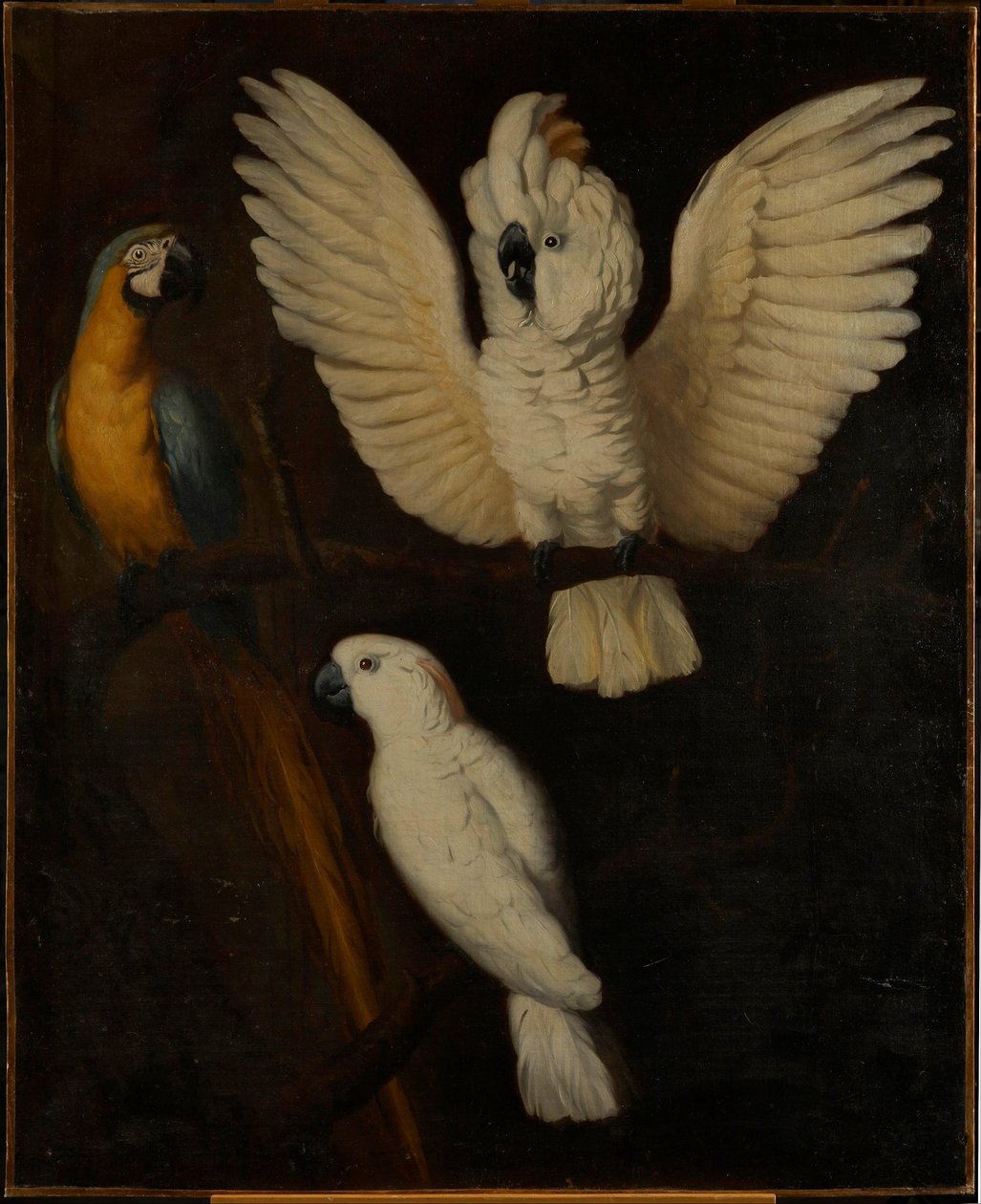 鹦鹉，c.1670 作者 荷兰学校