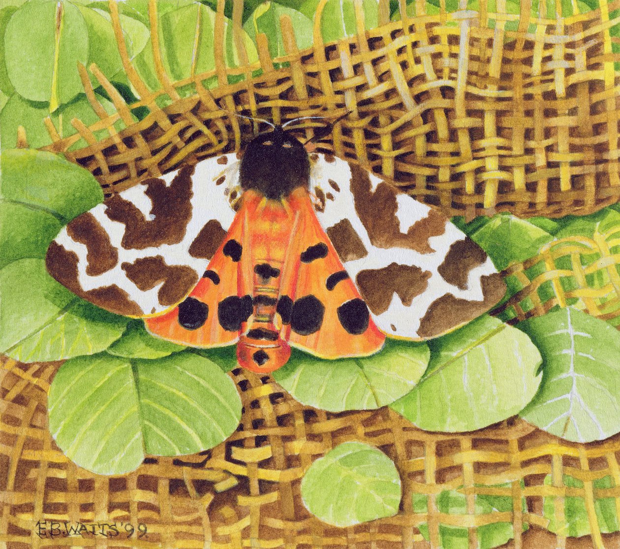 虎蛾，1999年（纸上丙烯酸） 作者 EB瓦特