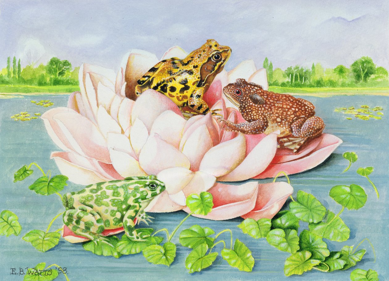 睡莲，1998年（纸上丙烯酸） 作者 EB瓦特