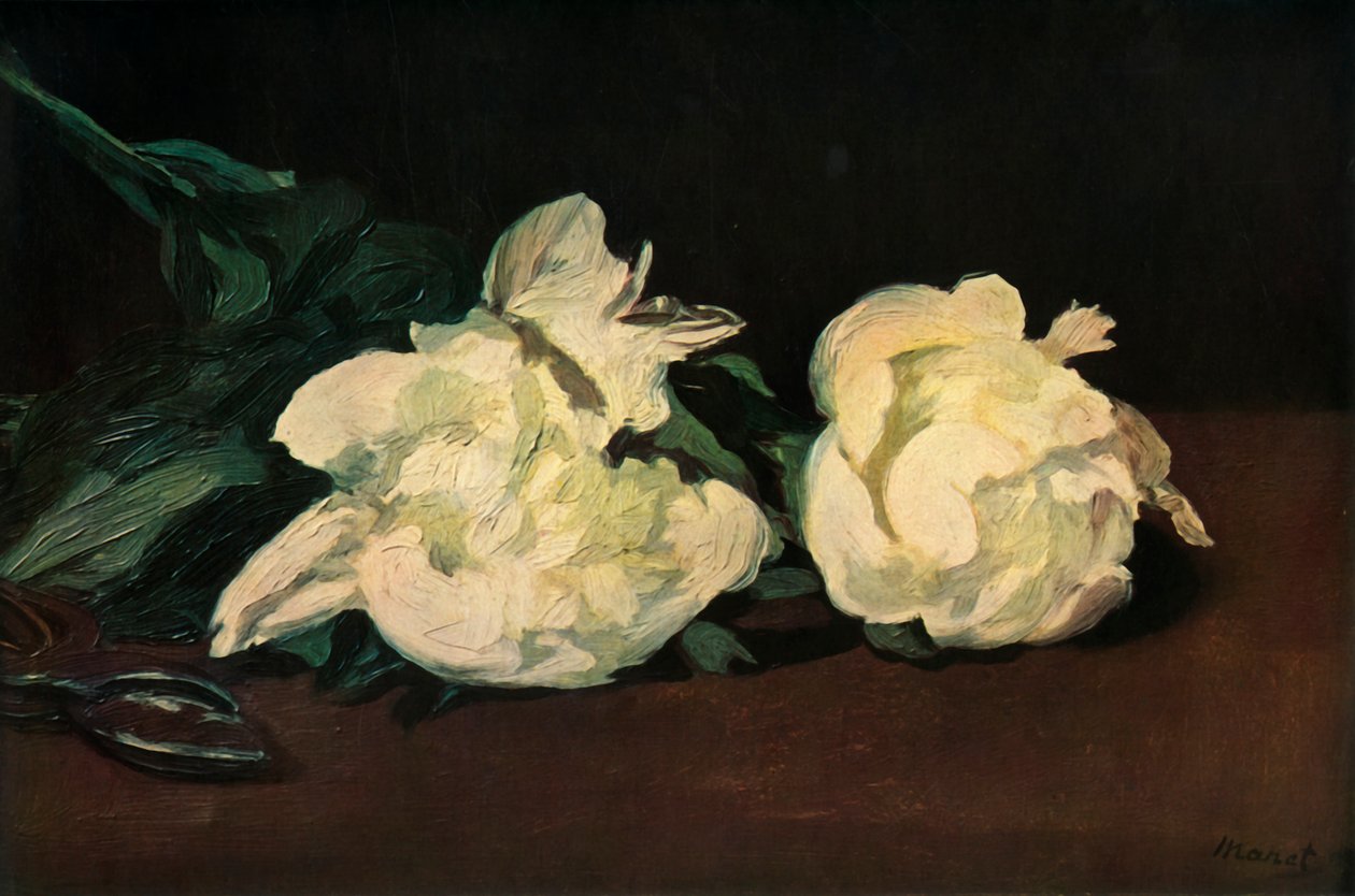 白牡丹，1864年，1937年。 作者 爱德华·马奈