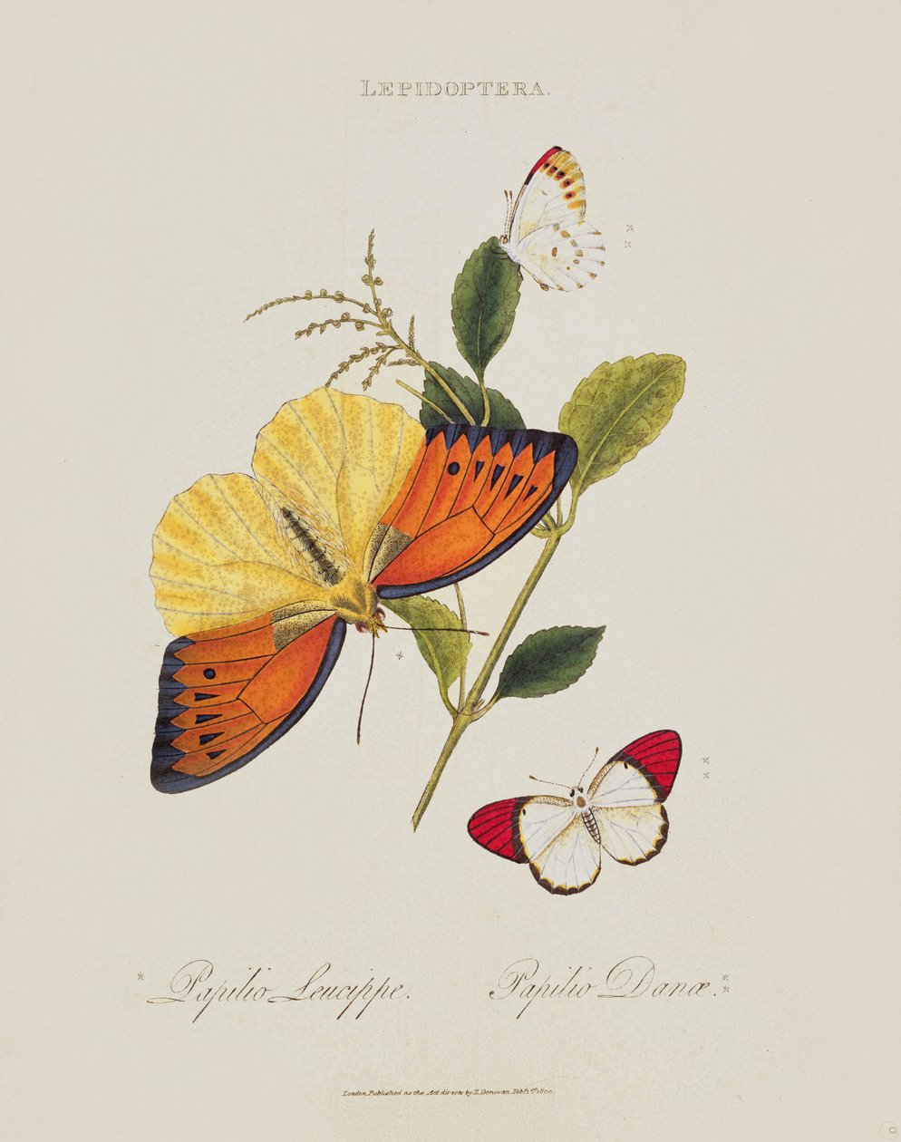 蝴蝶：Papilio Leucippe; Papilio Danae，酒吧。由艺术家，1800 作者 爱德华·多诺万