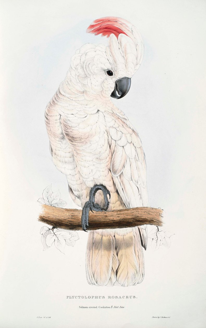 Cacatua moluccensis 作者 爱德华·李尔