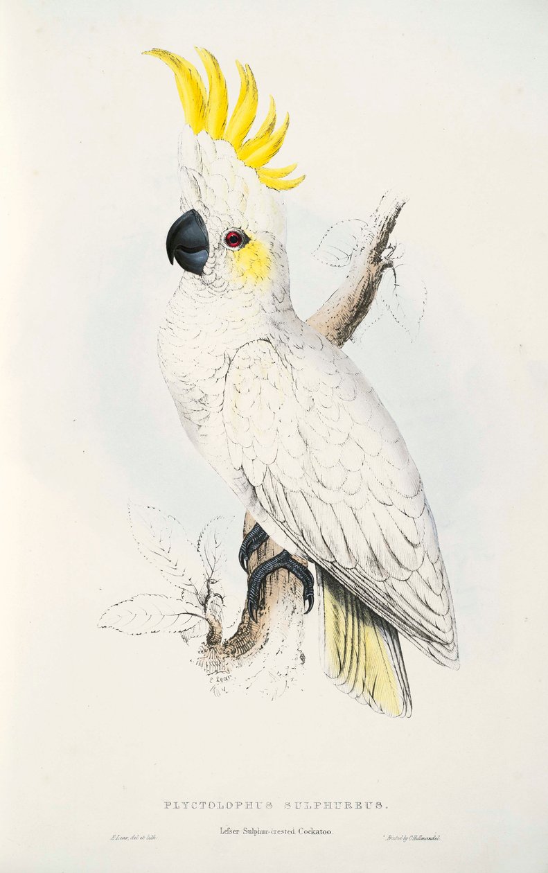 Cacatua sulphurea 作者 爱德华·李尔