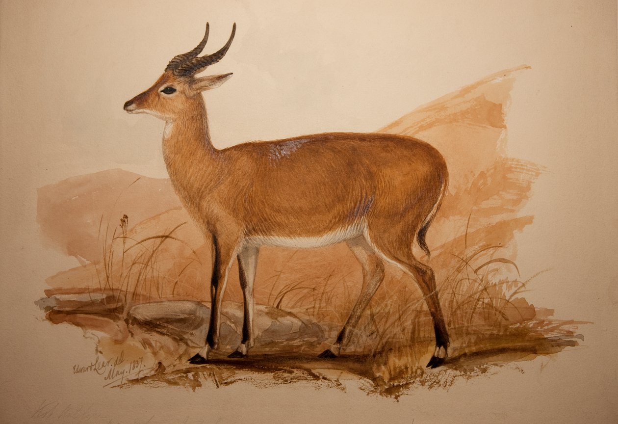 Kob Antelope，1837 作者 爱德华·李尔