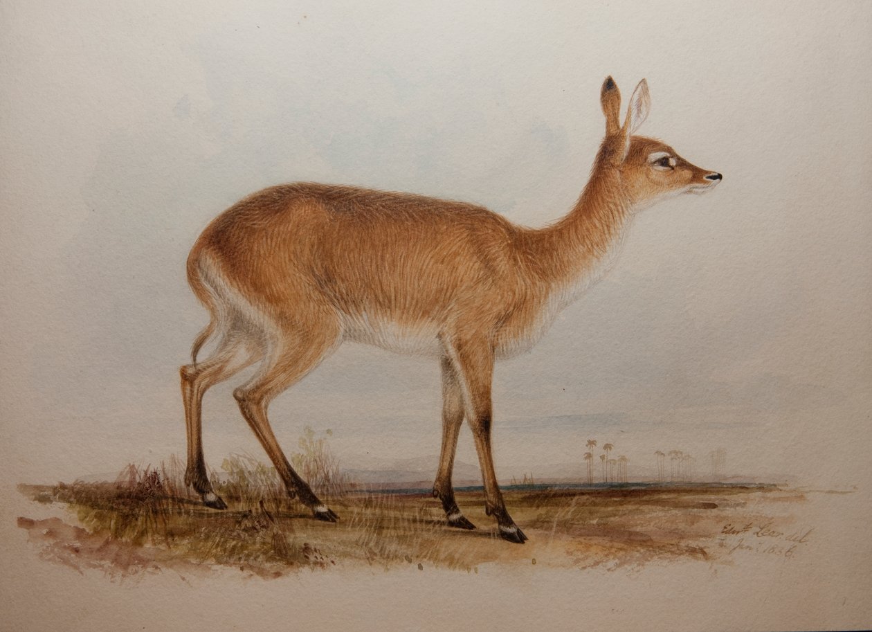 红色Lechwe，1836年 作者 爱德华·李尔