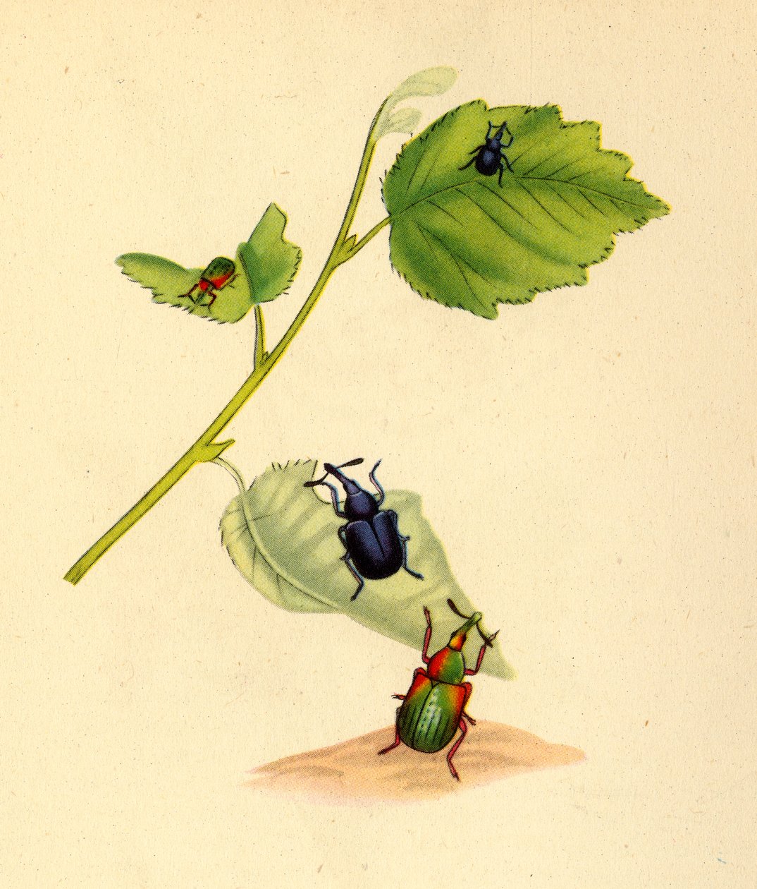 Birch Weevils: Curculio betulae