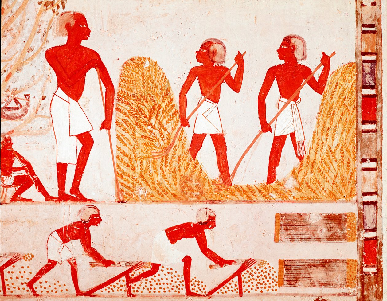 Scene of harvest in Ancient Egypt (Fresco 作者 埃及人埃及人