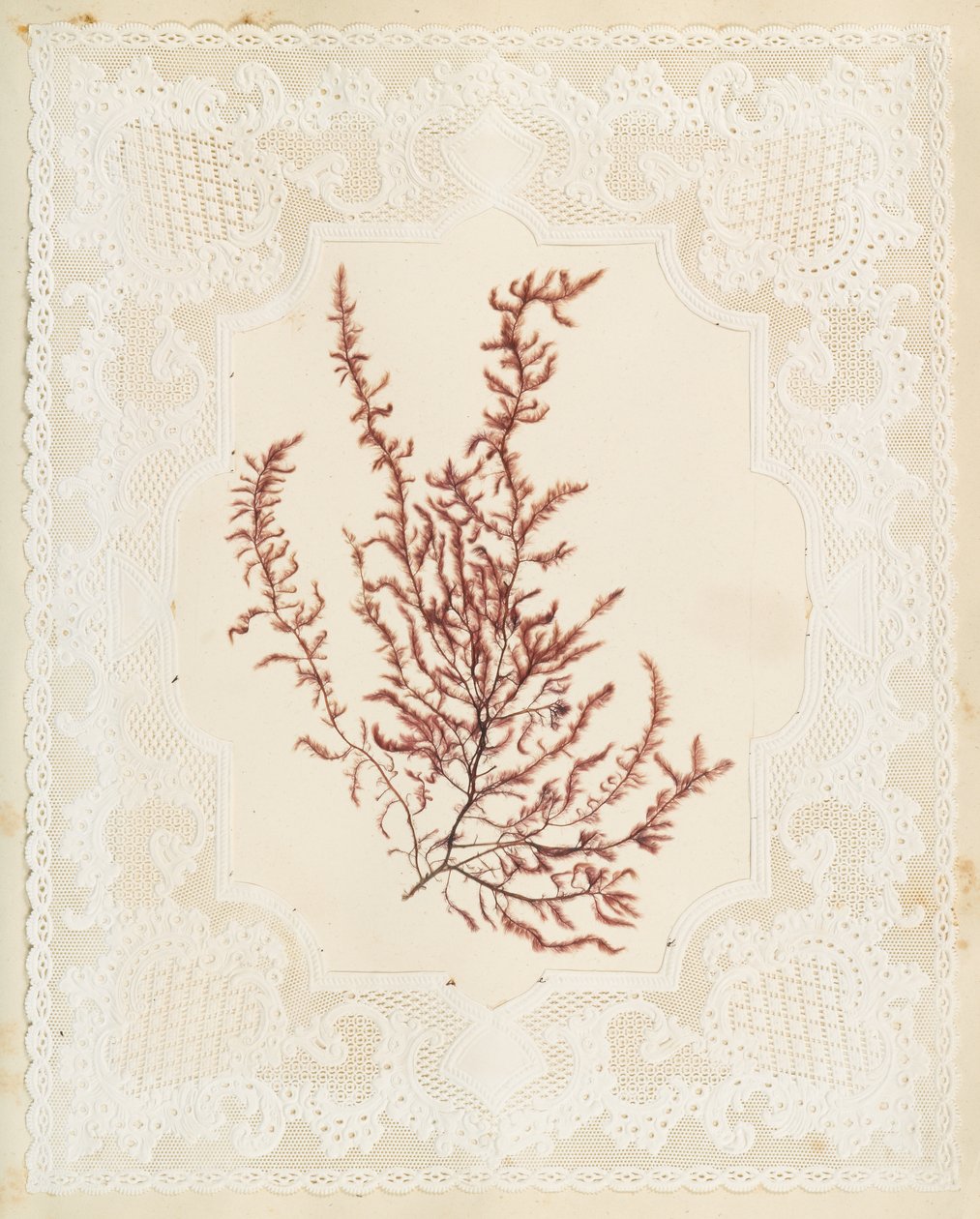 海藻 作者 伊丽莎·乔德森