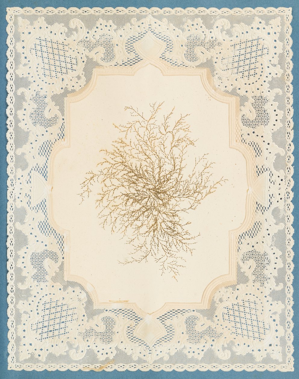 海藻 作者 伊丽莎·乔德森
