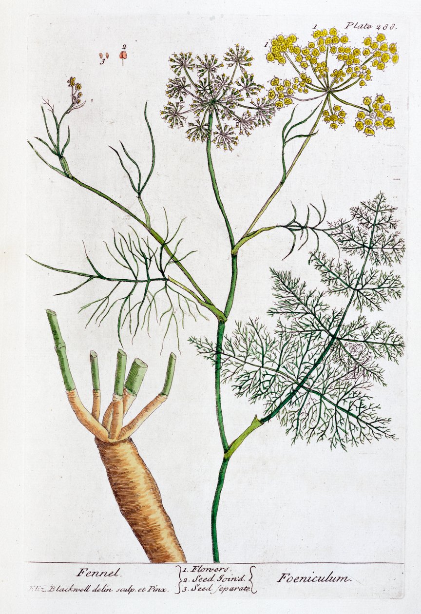 茴香，1782年 作者 伊丽莎白布莱克威尔