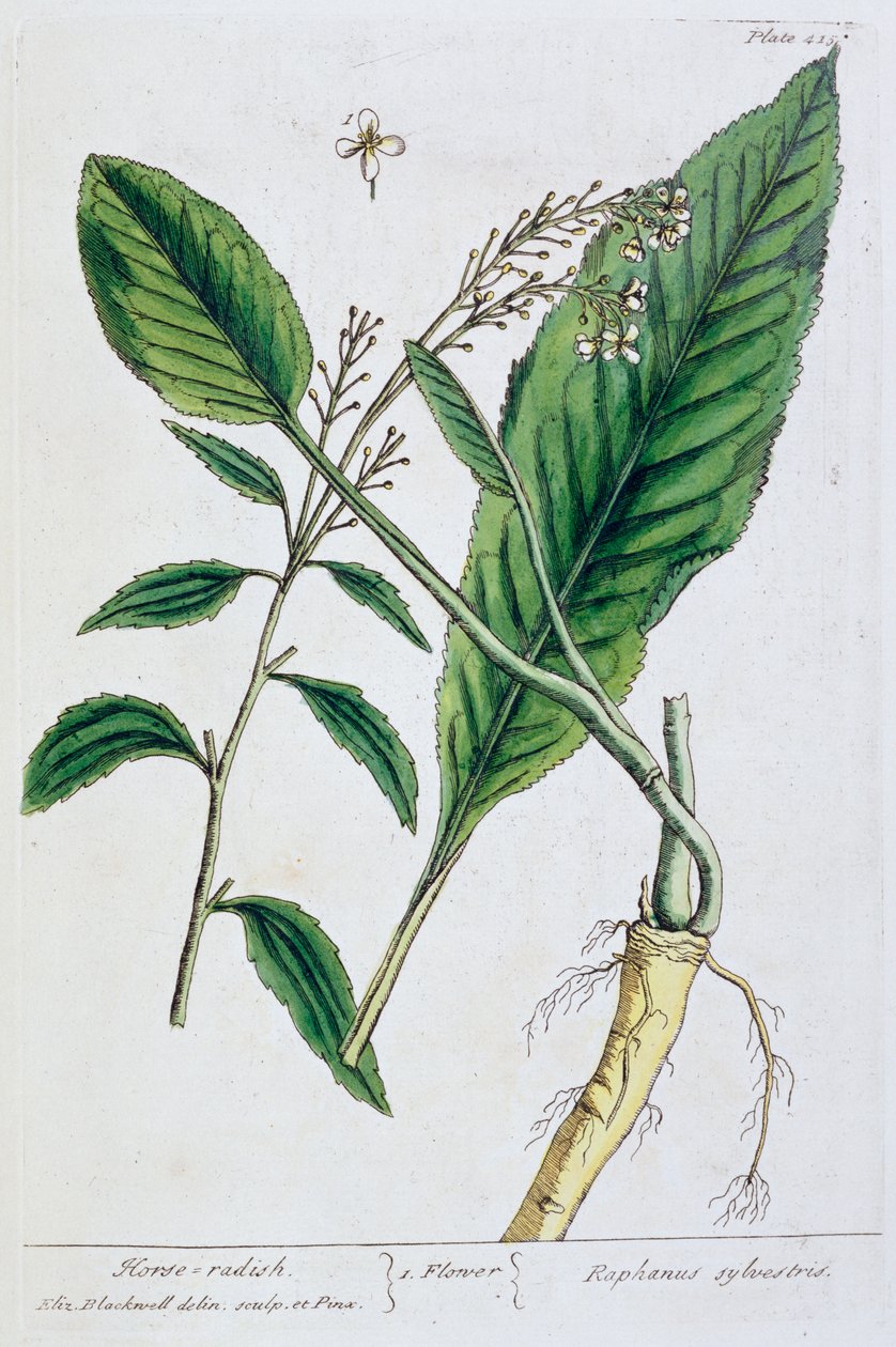 辣根, 1782 作者 伊丽莎白布莱克威尔