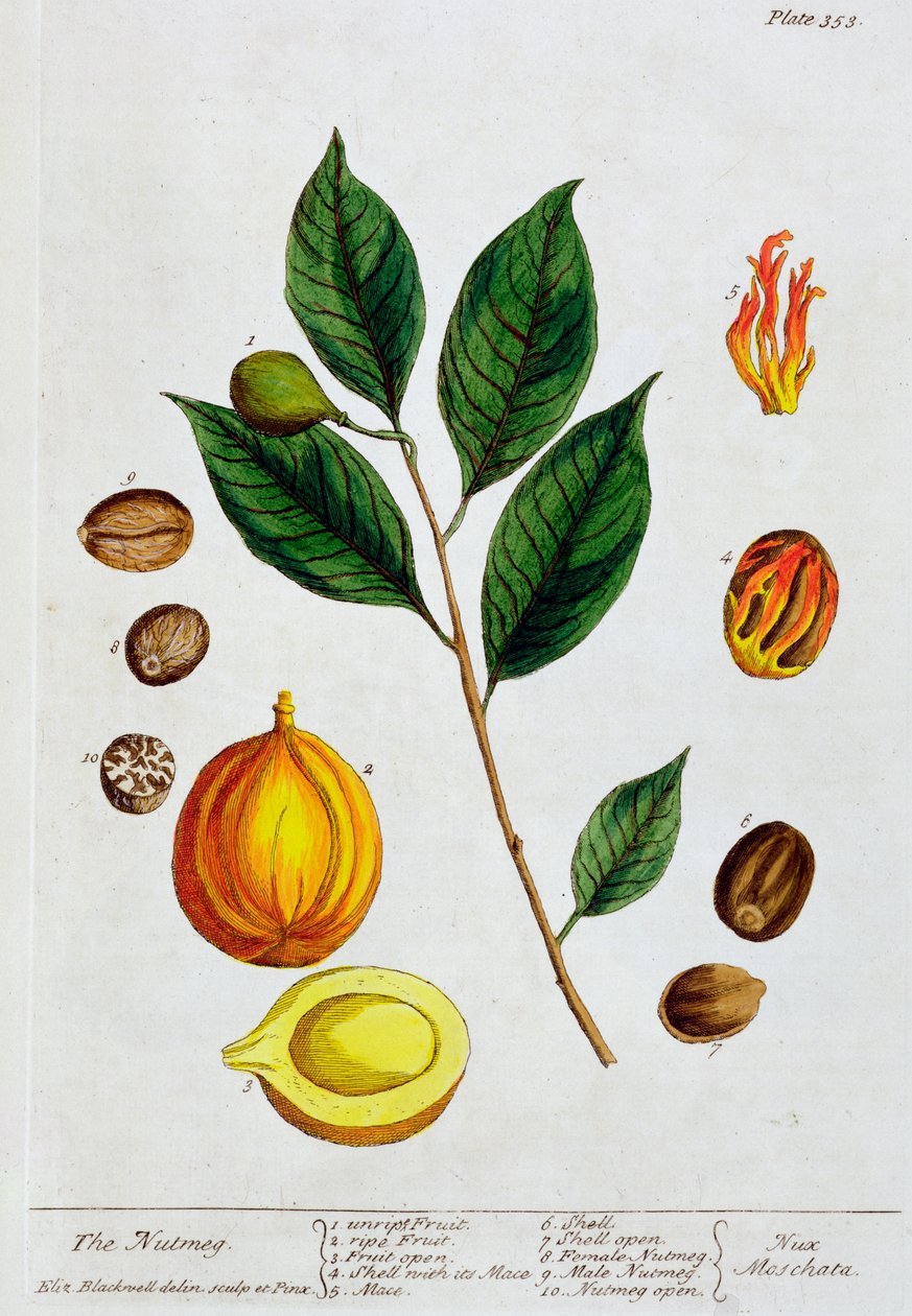 肉豆蔻, 1782 作者 伊丽莎白布莱克威尔