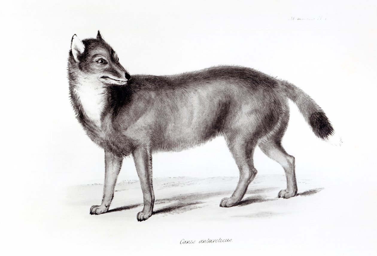 Canis Antarcticus 作者 英语学校