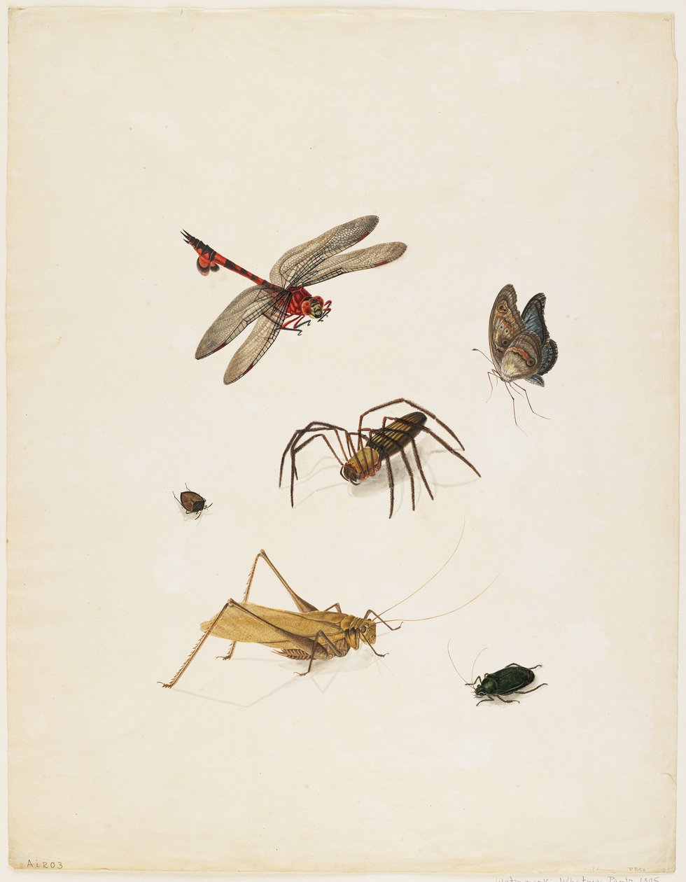 昆虫，c.1805（墨水，wc和石墨在纸上） 作者 英语学校