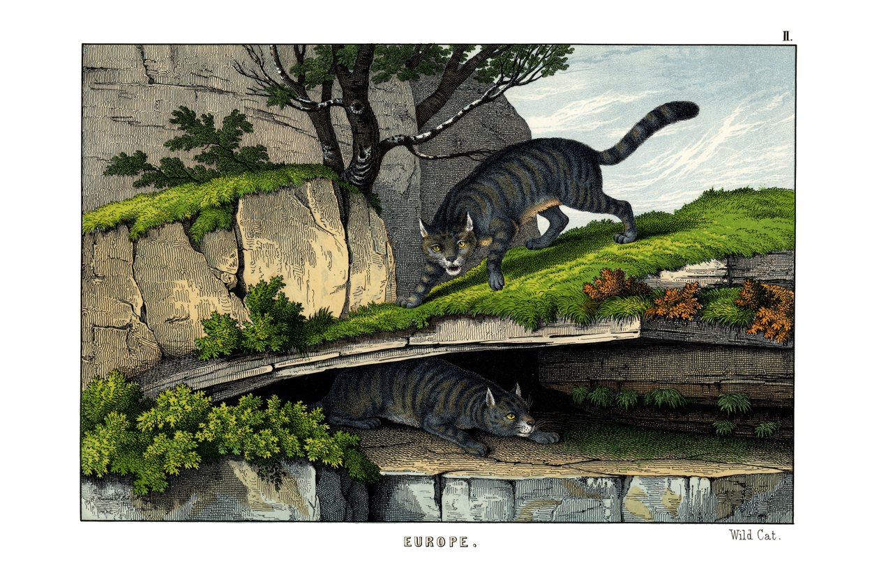 野猫 作者 英语学校