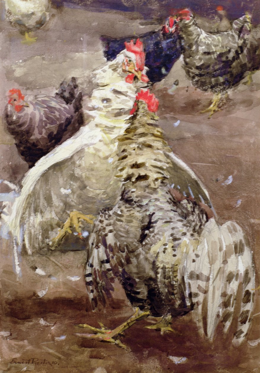 公鸡，1910年（纸上wc） 作者 欧内斯特宝洁