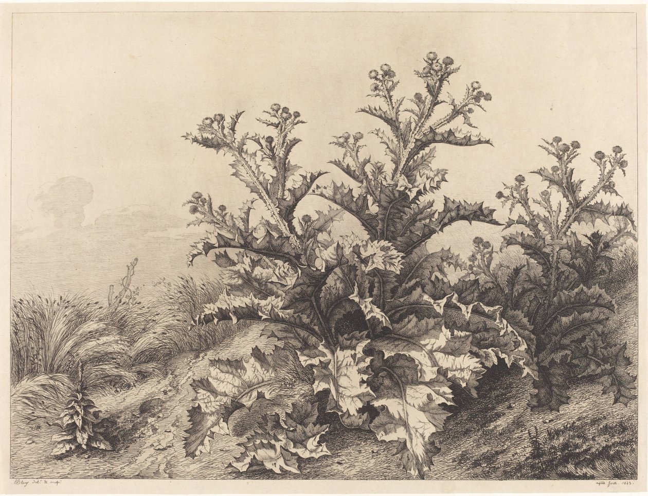 大蓟，1843年。 作者 尤金·布莱