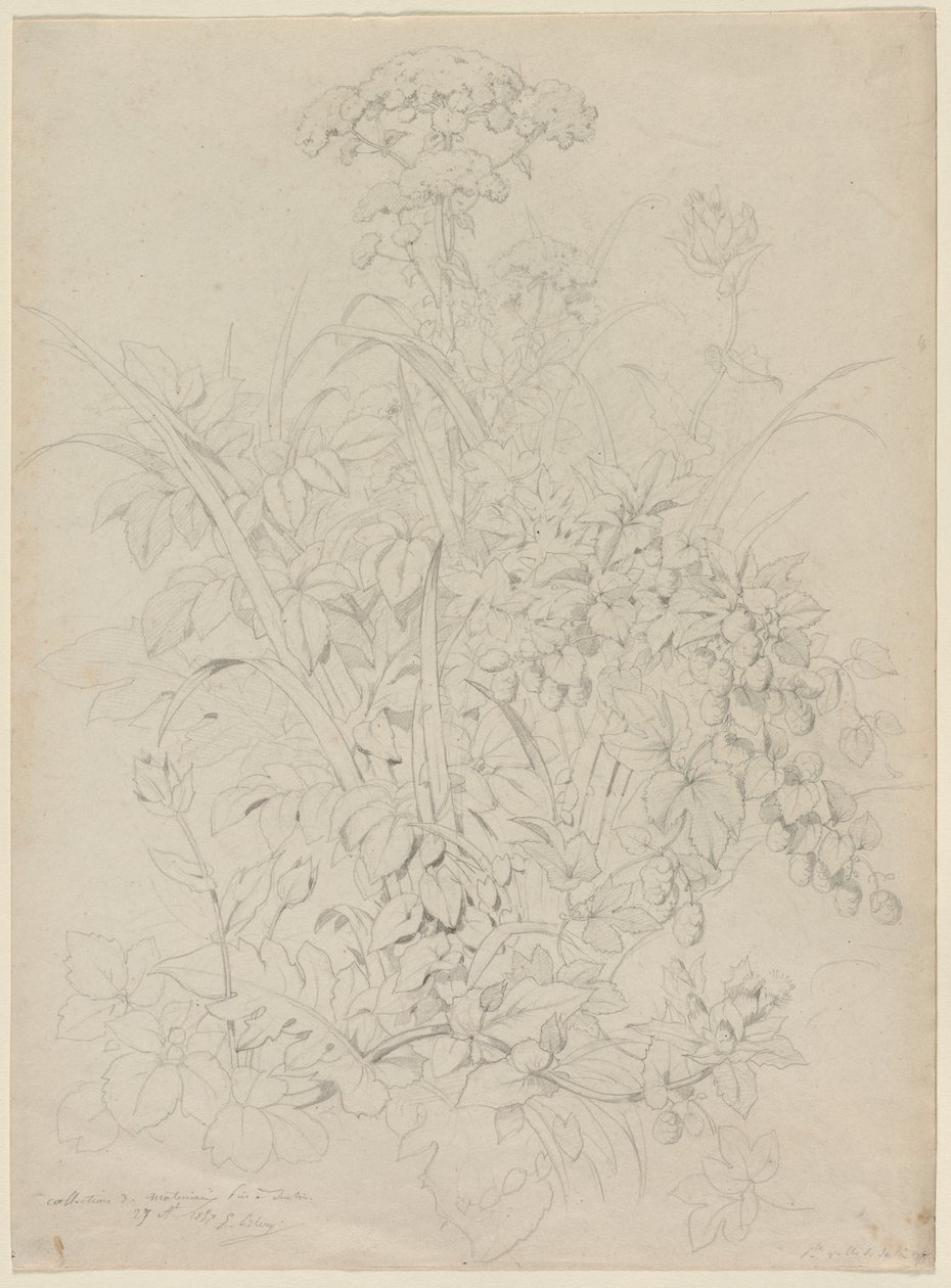植物研究 作者 尤金·布莱