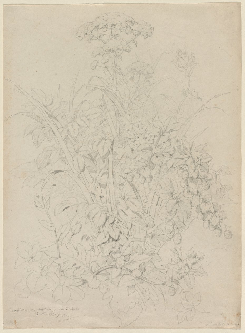 植物研究，1857年。 作者 尤金·布莱