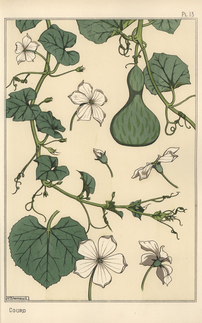 葫芦的植物插图 作者 尤金·格拉塞