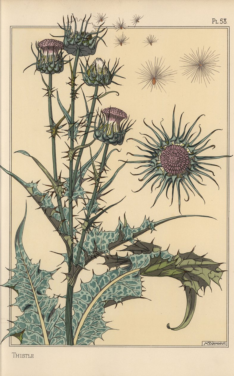 蓟植物研究 作者 尤金·格拉塞