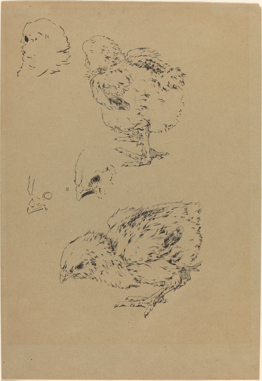 小鸡 作者 费利克斯·布拉克蒙德