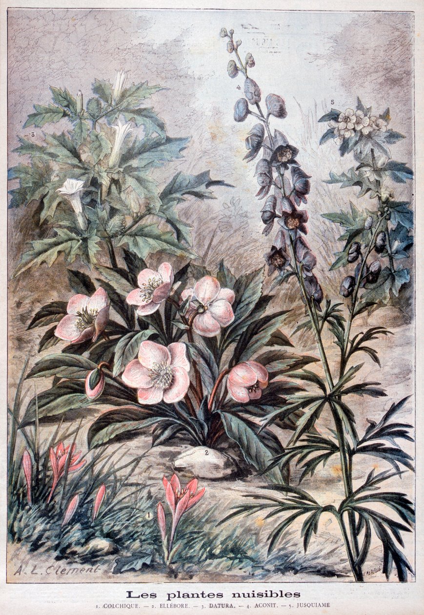 有害植物，1897年 作者 福尔莫内