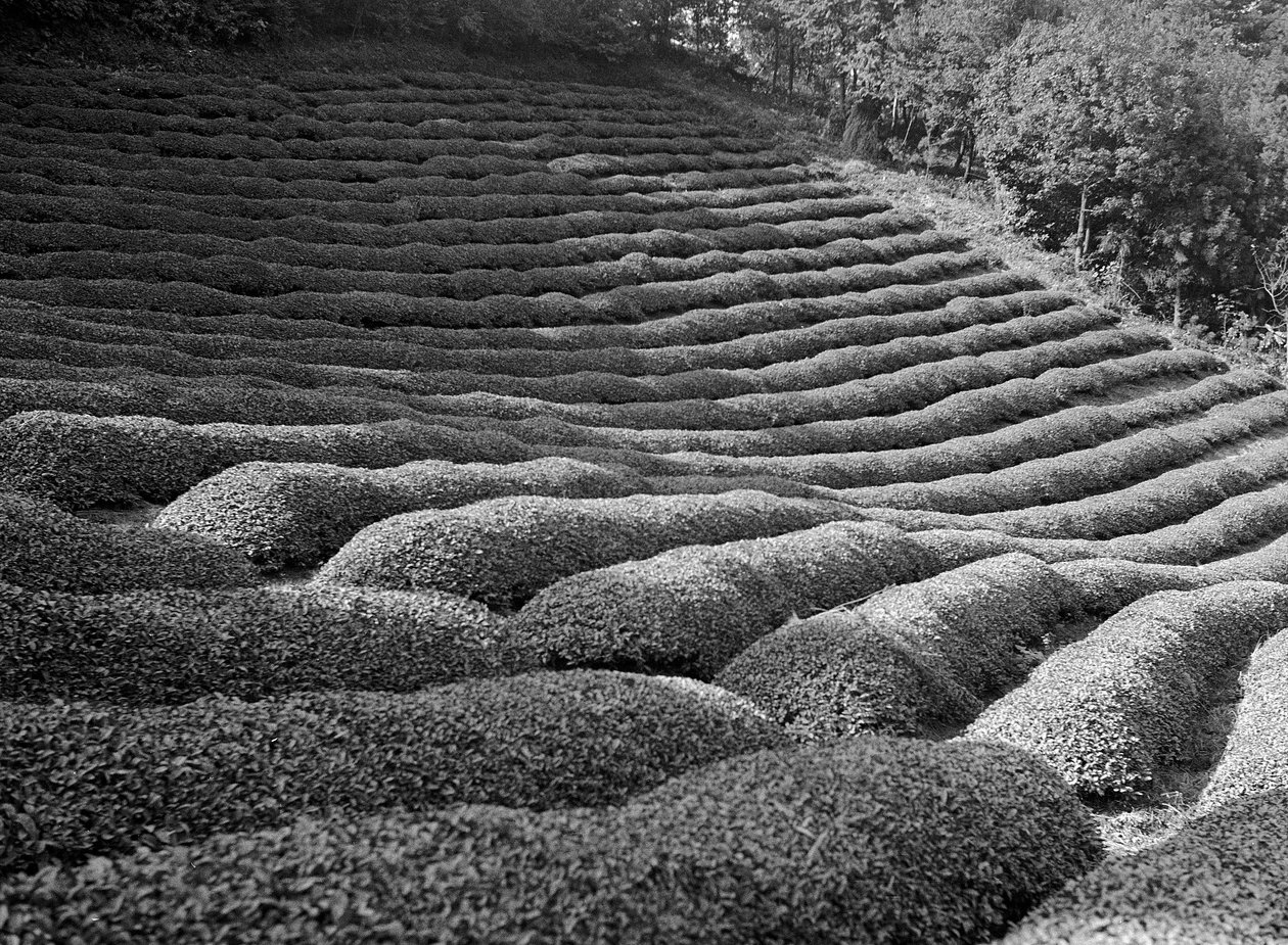 静冈周边地区，茶园 作者 福斯科·马莱尼