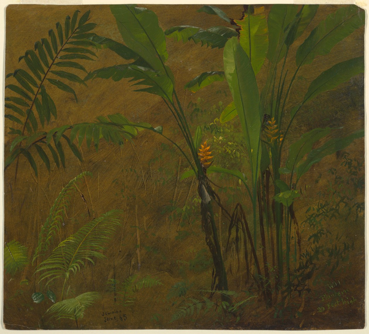 蕨类植物和野生车前草，牙买加 作者 弗雷德里克·埃德温·丘奇