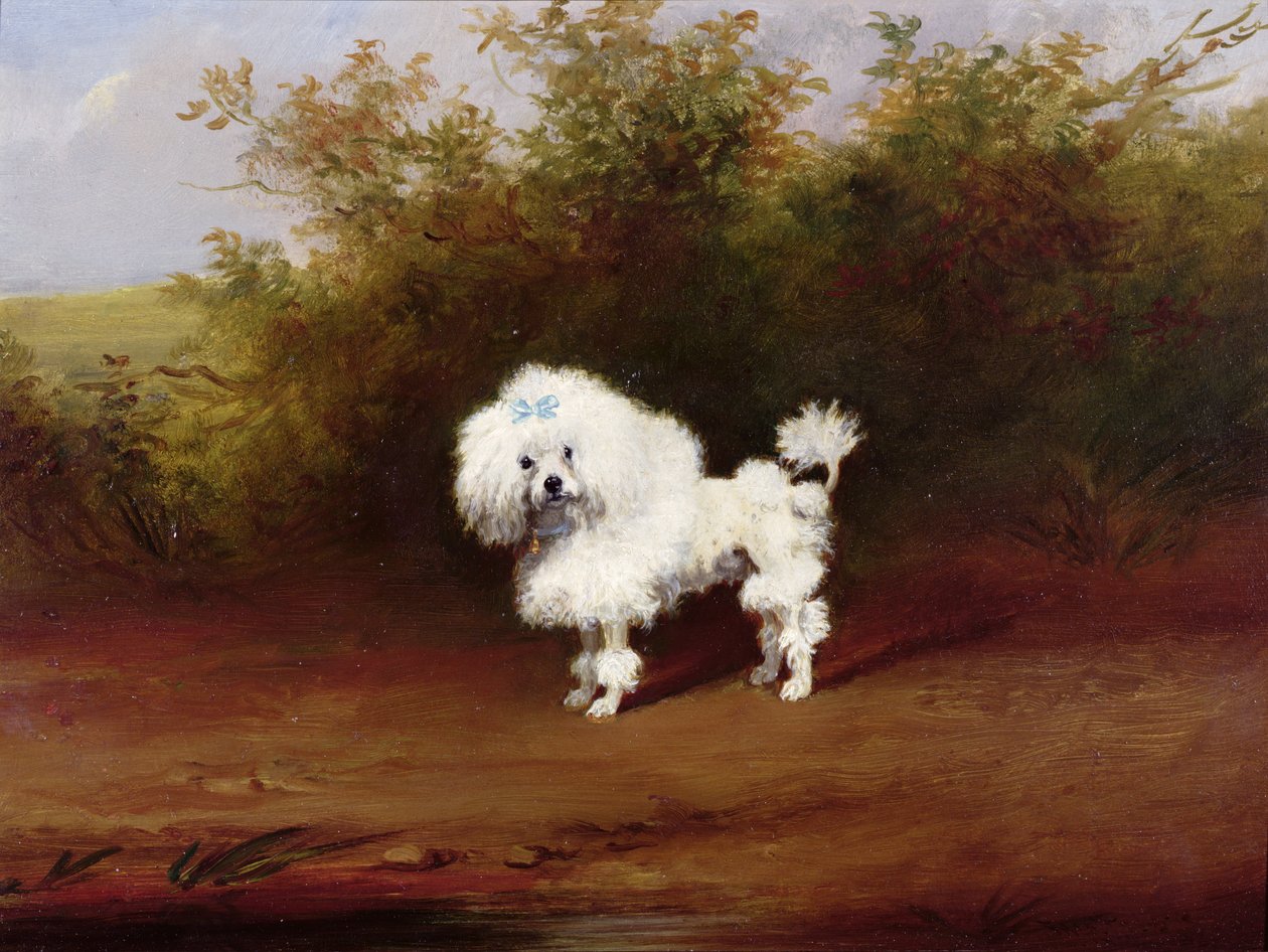 景观中的玩具贵宾犬（板） 作者 弗雷德里克·法文