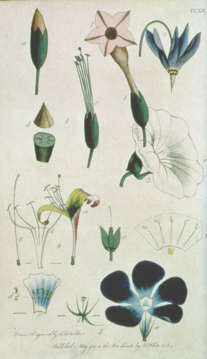板块十二，信十六Pentandria Monagia，各种花与五个雄蕊，说明植物学的元素由Carolus Linnaeus（1707-78）解释，由艺术家，酒吧刻。作者：B. White und Son， 作者 弗雷德里克·波多尔·诺德