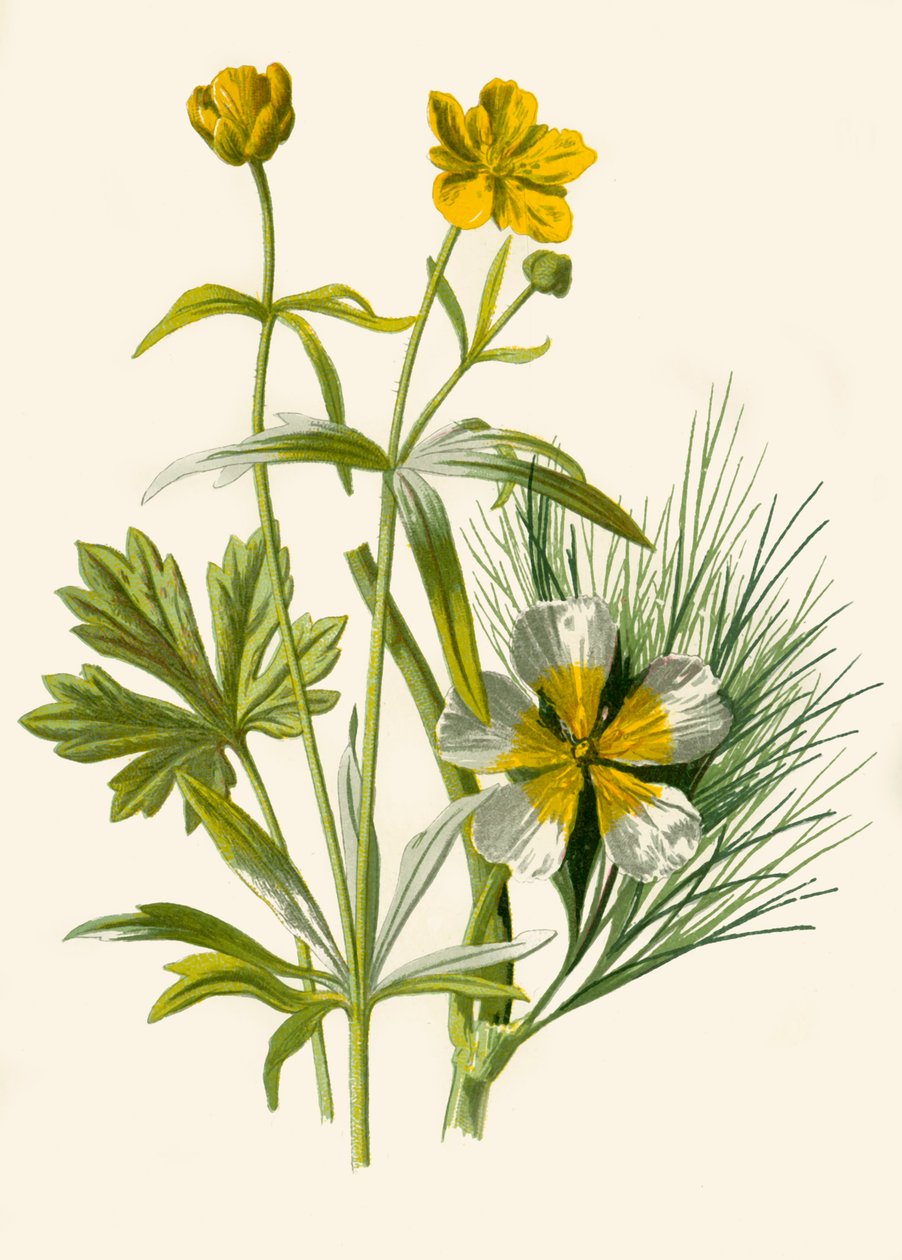 金发姑娘。水毛an属植物，1877年。 作者 弗雷德里克·爱德华·赫尔姆