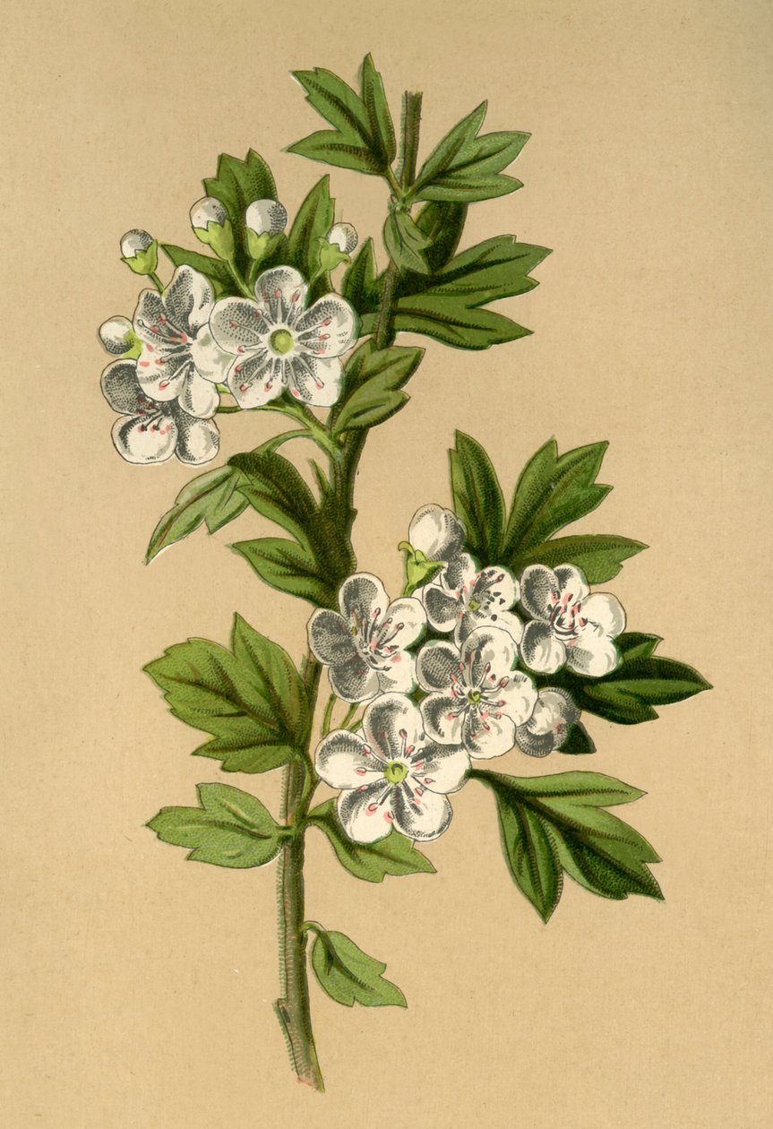 霍索恩（Hawthorn），1877年。 作者 弗雷德里克·爱德华·赫尔姆