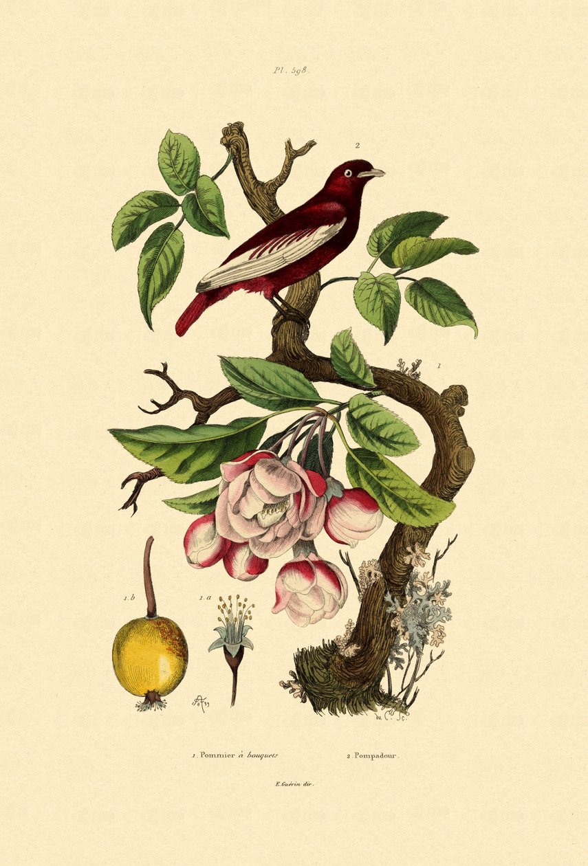 Apple，1833-39 作者 法语学校