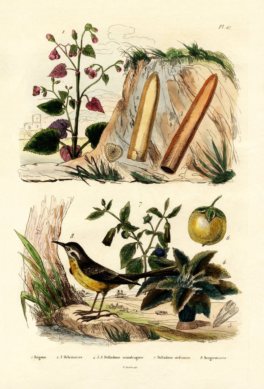 海棠，1833-39 作者 法语学校