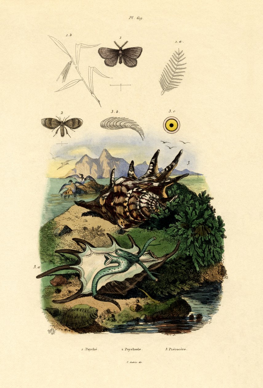 黑色斑点白色，1833-39 作者 法语学校