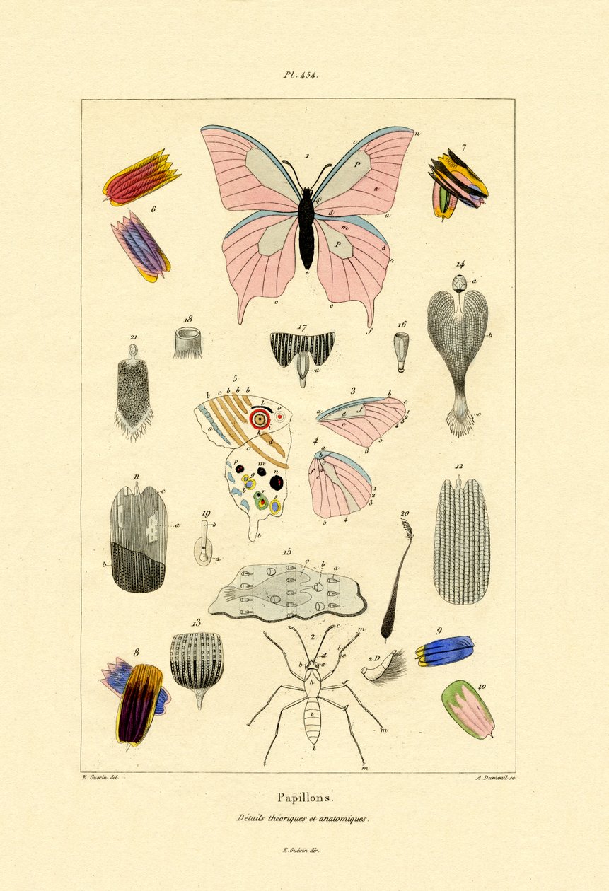 蝴蝶，1833-39 作者 法语学校