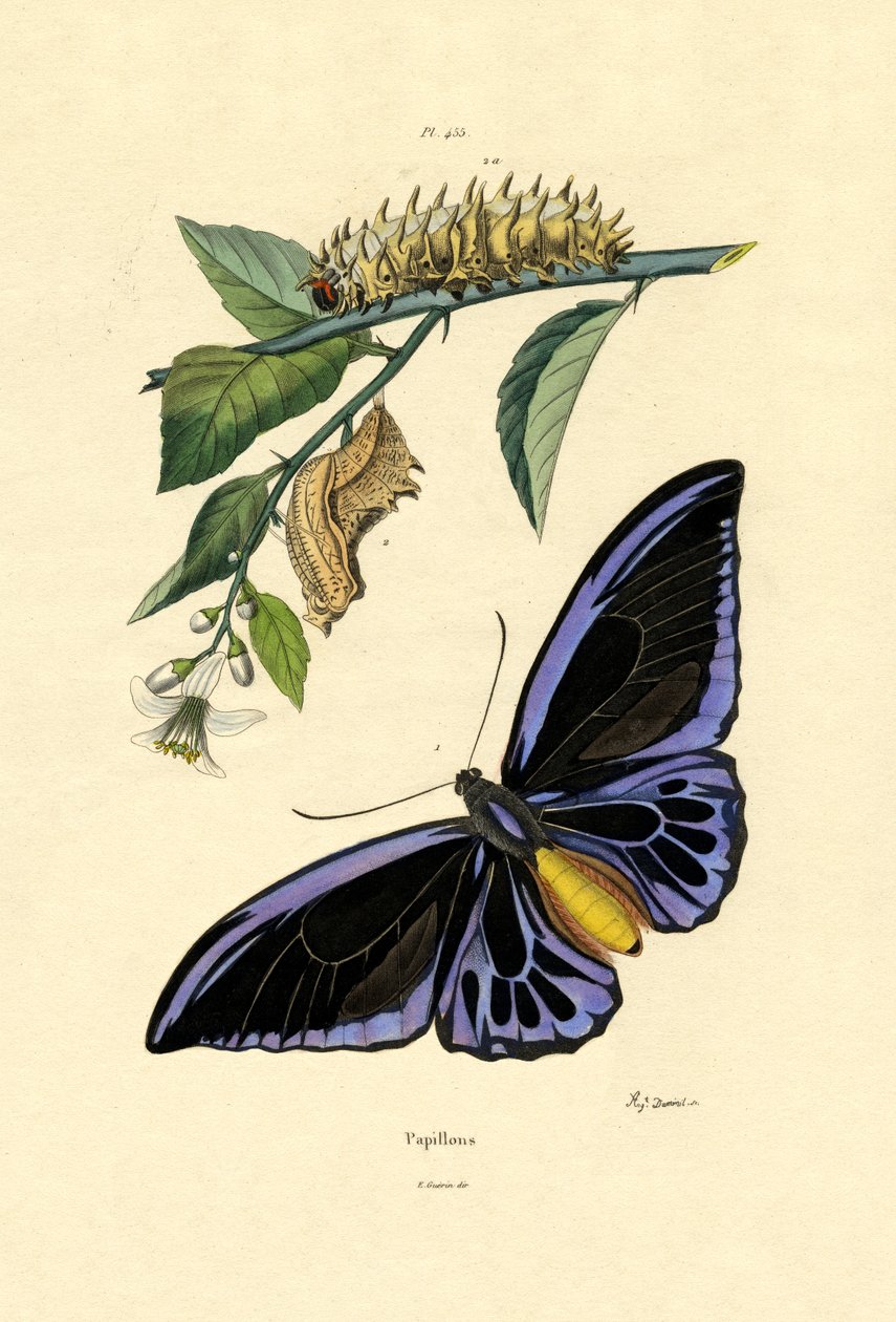 蝴蝶，1833-39 作者 法语学校