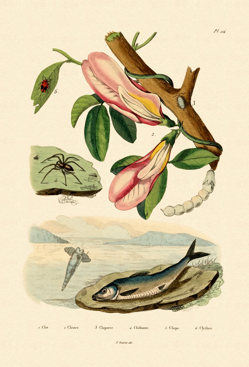 蝴蝶豌豆，1833-39 作者 法语学校