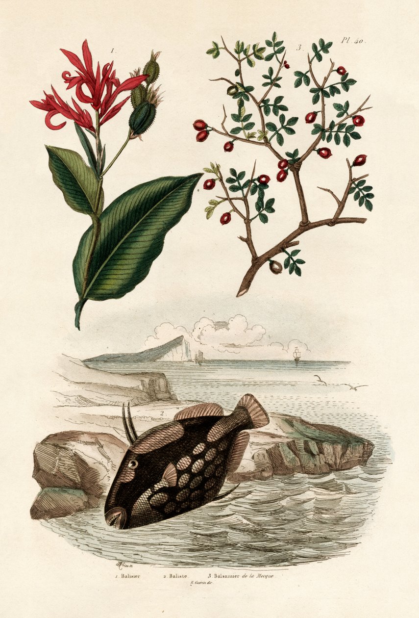 美人蕉，1833年至1939年 作者 法语学校