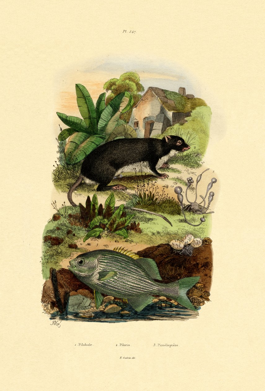 Chub，1833-39 作者 法语学校