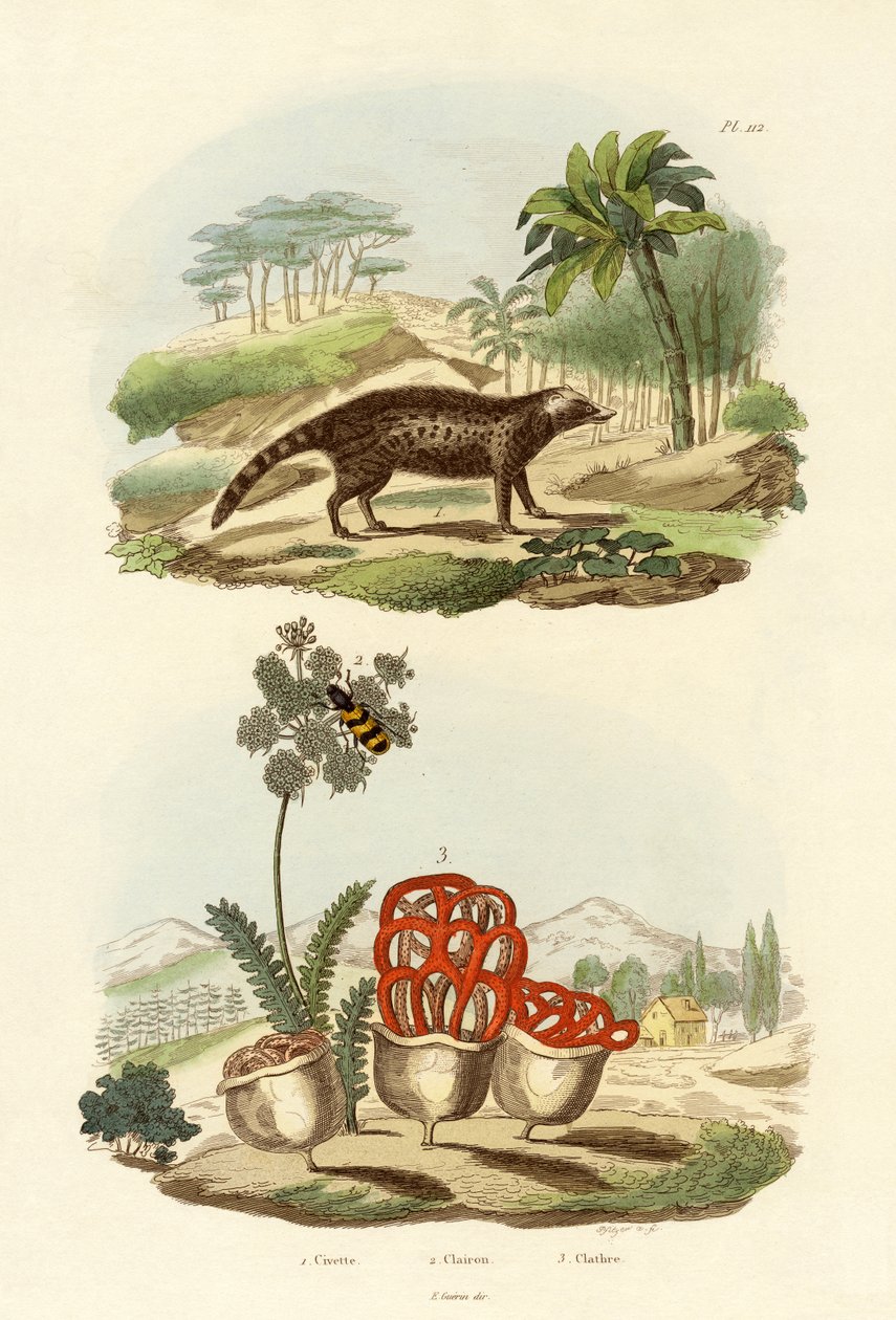 灵猫，1833-39 作者 法语学校