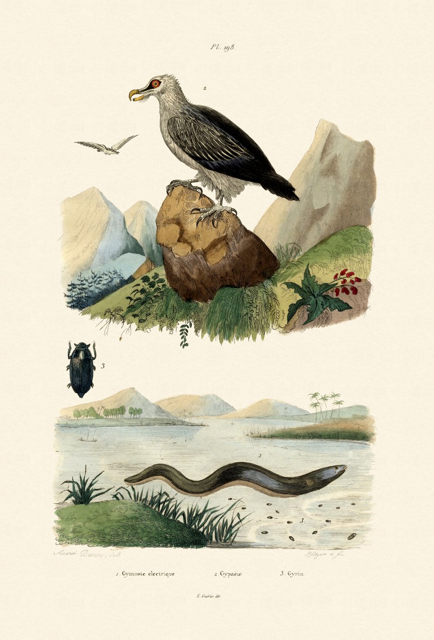 电鳗，1833-39 作者 法语学校