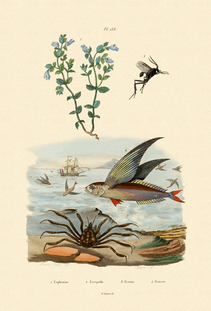 小米，1833-39 作者 法语学校