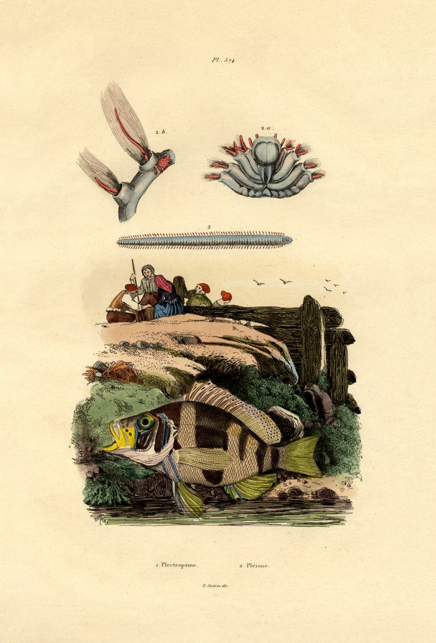 石斑鱼，1833年至1939年 作者 法语学校