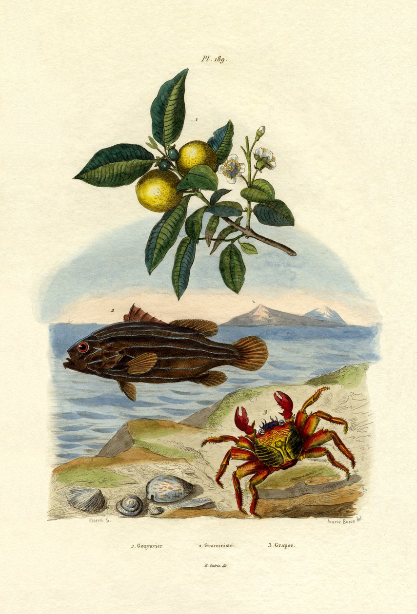 番石榴，1833-39 作者 法语学校