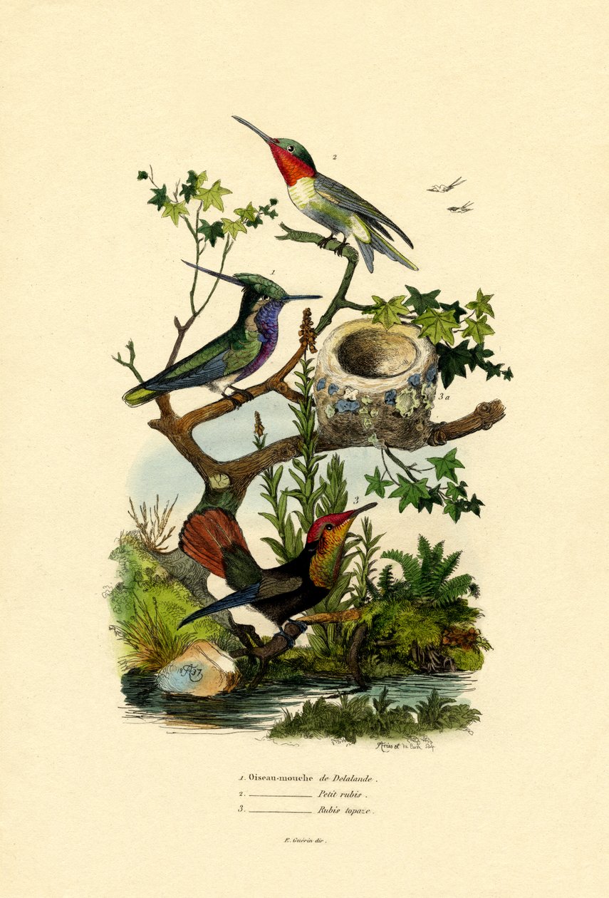 蜂鸟，1833-39 作者 法语学校